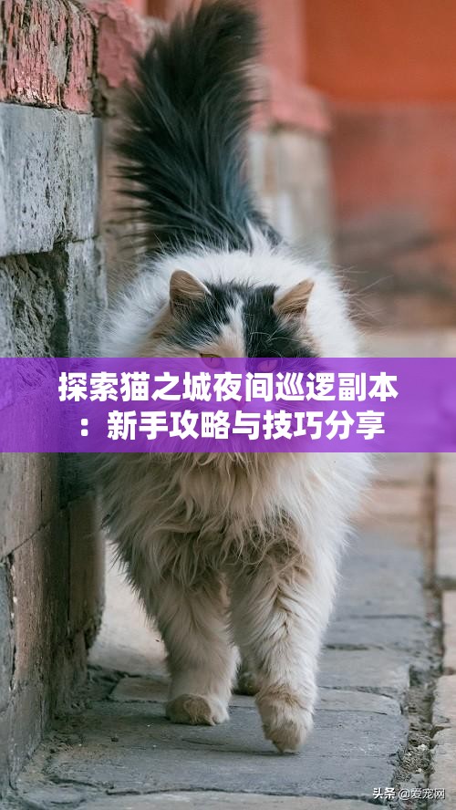 探索猫之城夜间巡逻副本：新手攻略与技巧分享