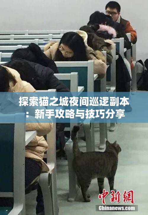 探索猫之城夜间巡逻副本：新手攻略与技巧分享